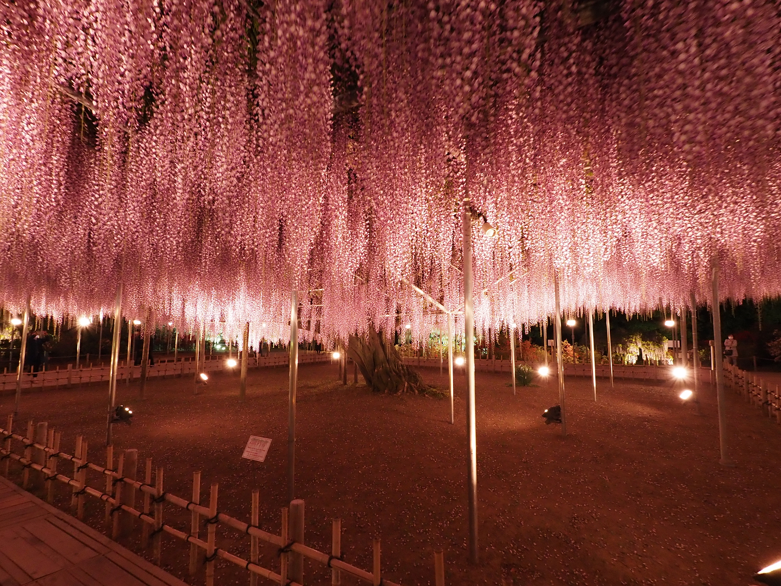 P4260331.jpg