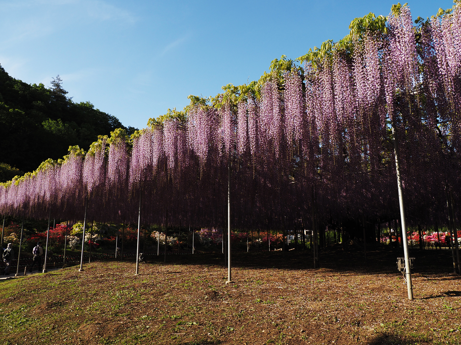 P4270346.jpg