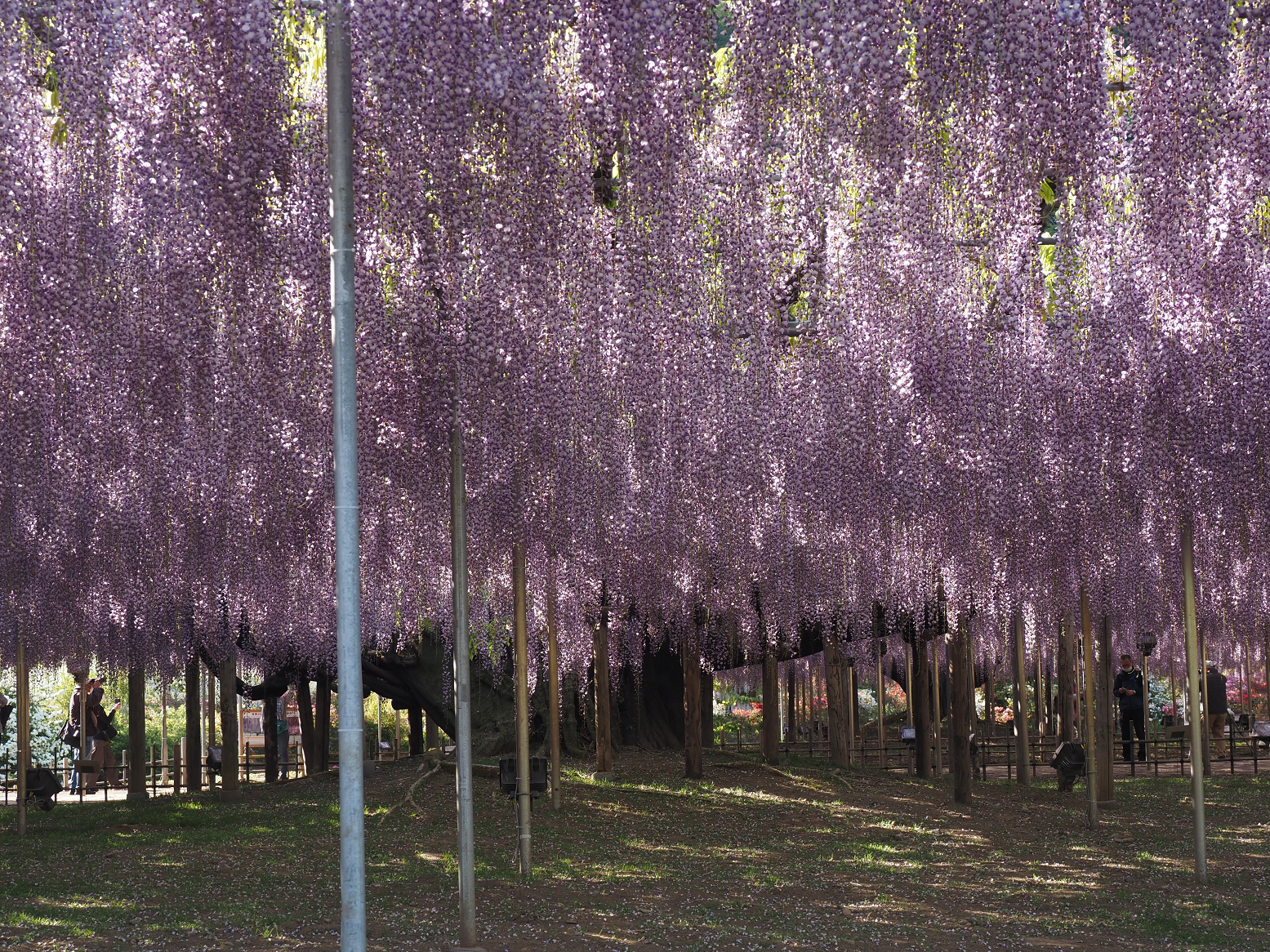 P4270365.jpg