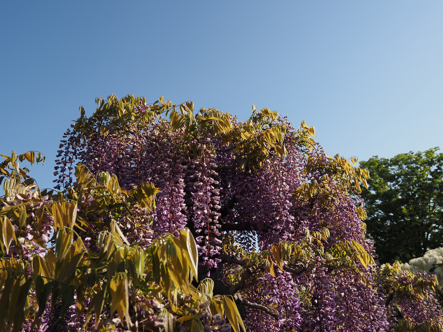 P4270371.jpg