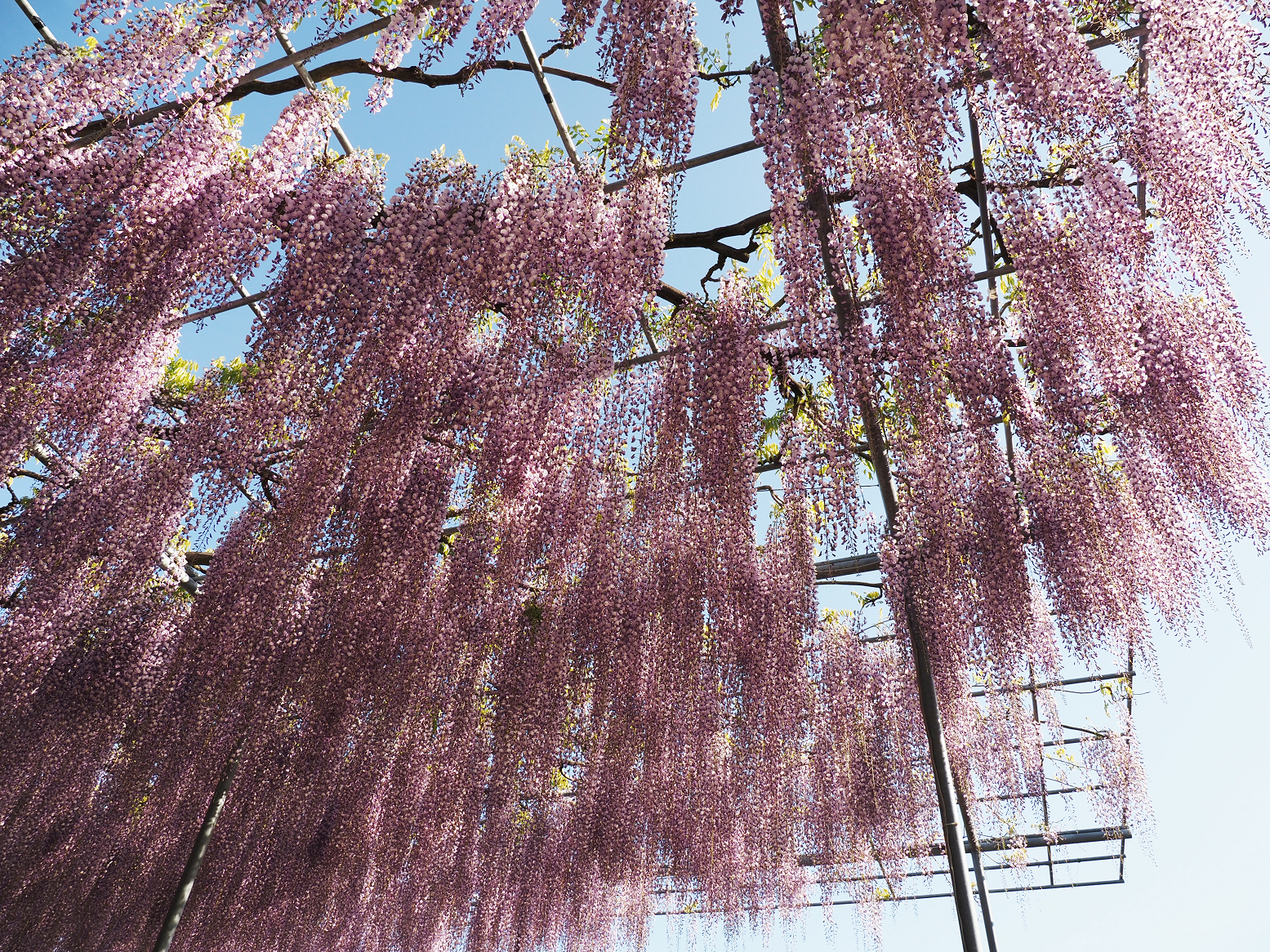 P4270392.jpg