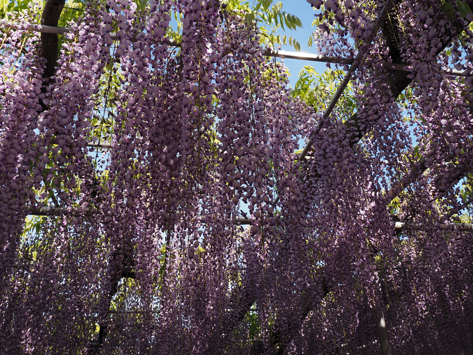 P4270395.jpg
