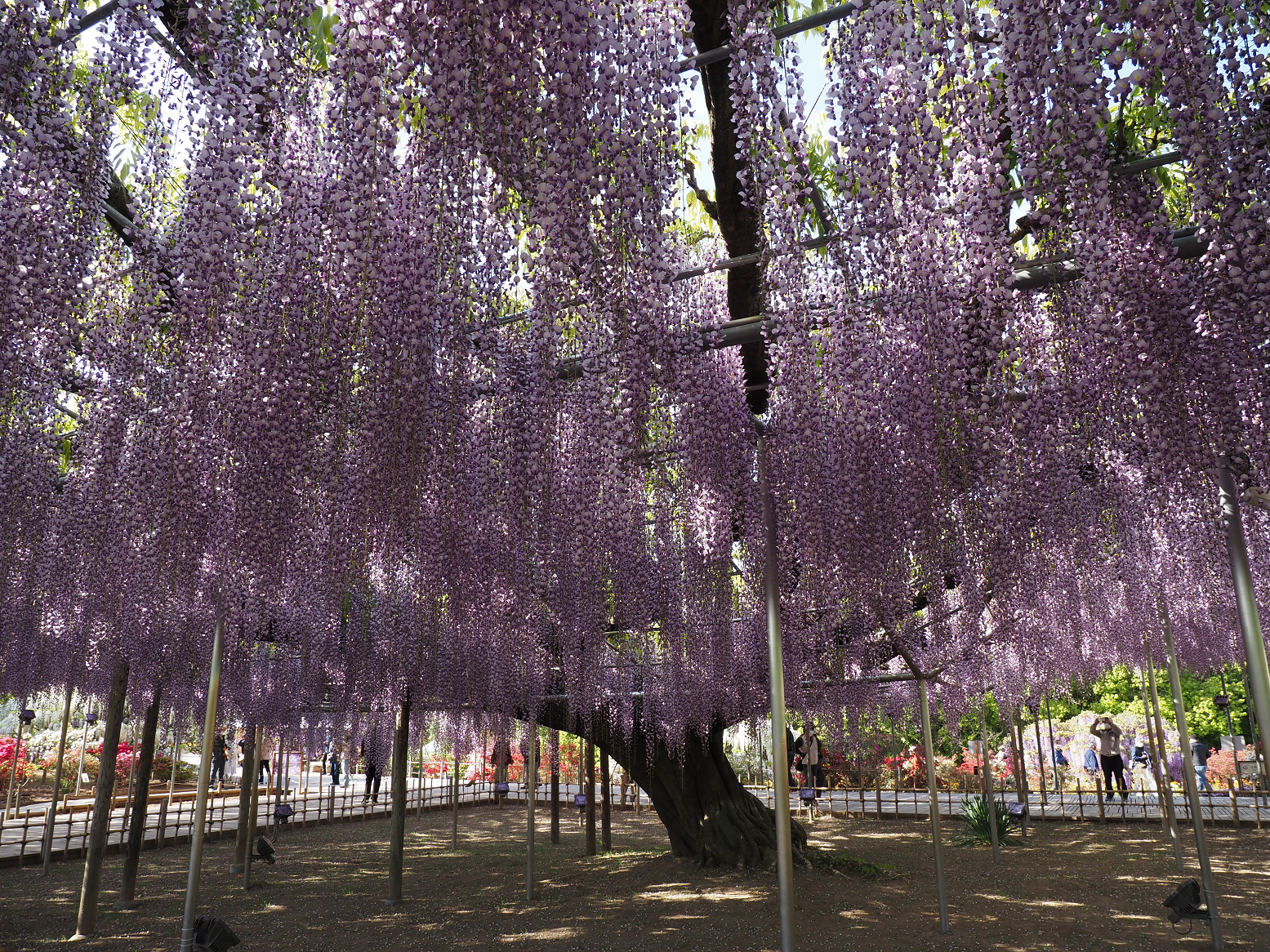 P4270398.jpg