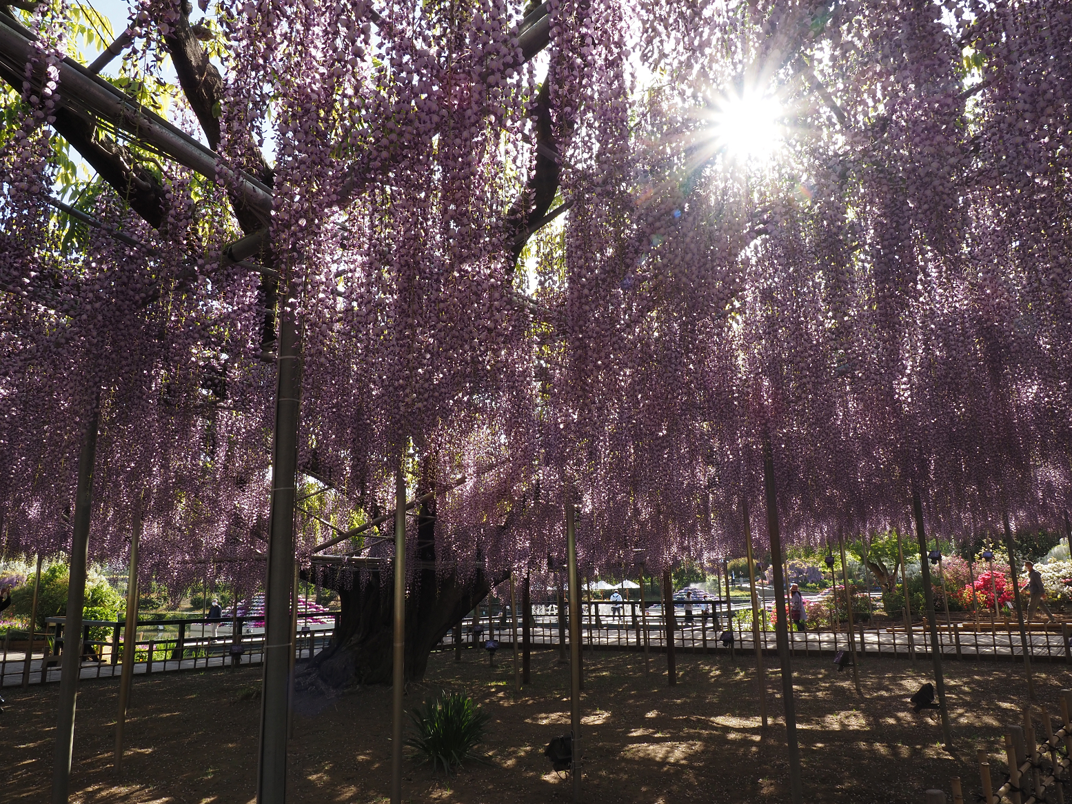 P4270407.jpg
