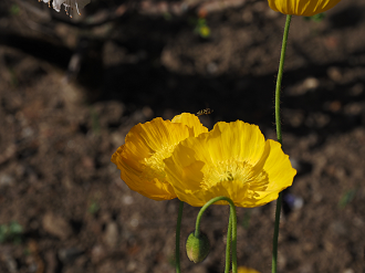 P4270411_thumb.png