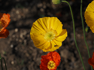 P4270412_thumb.png