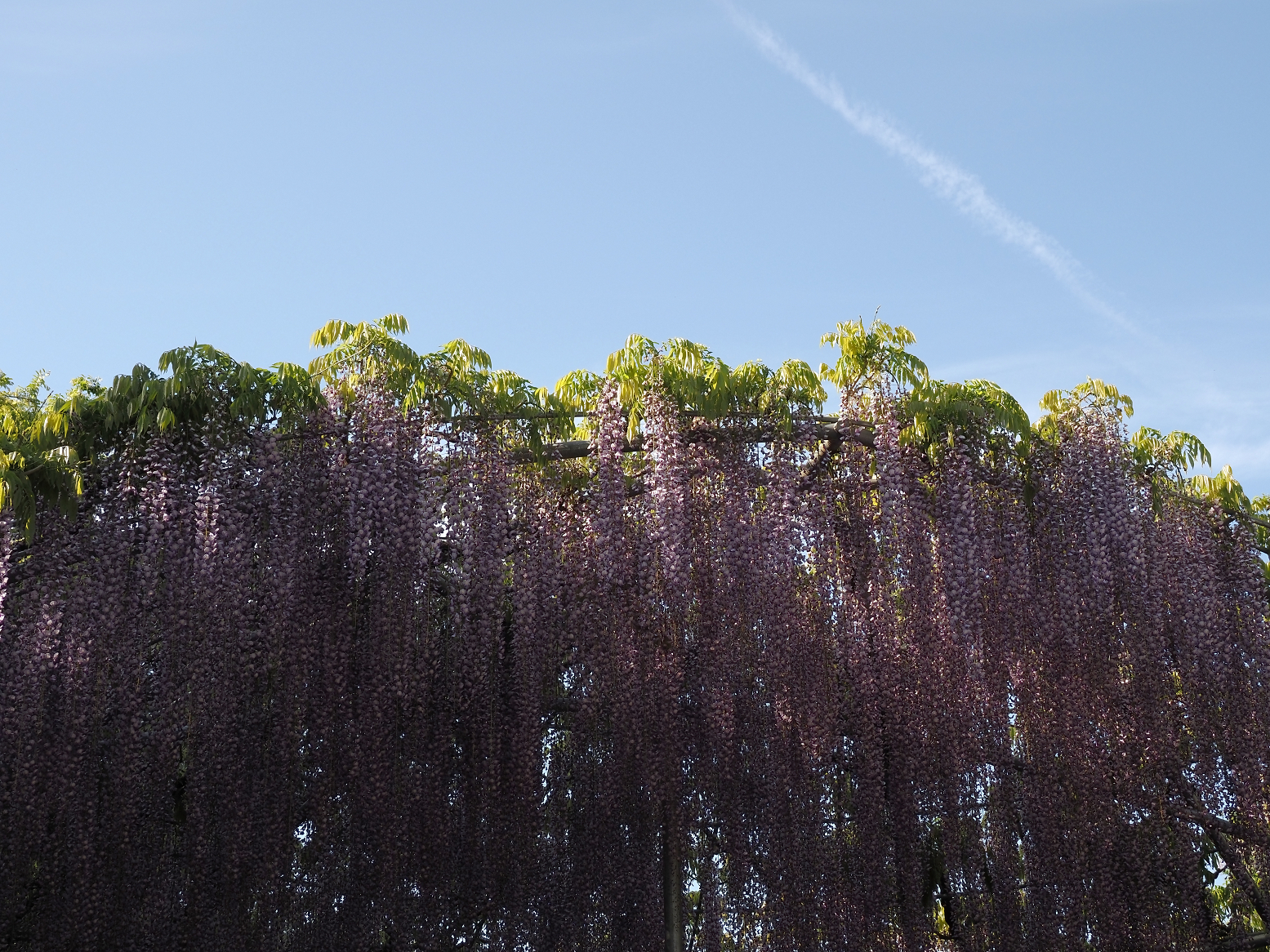 P4270421.jpg