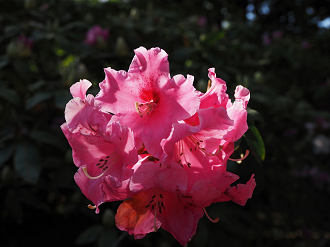 P4270424_thumb.png