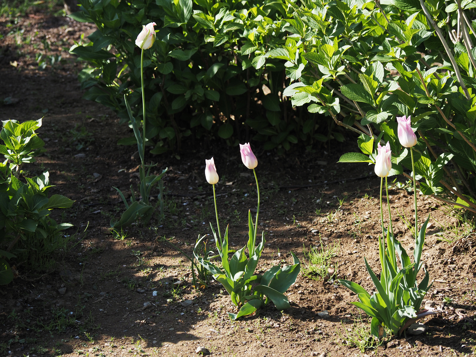 P4270459.jpg