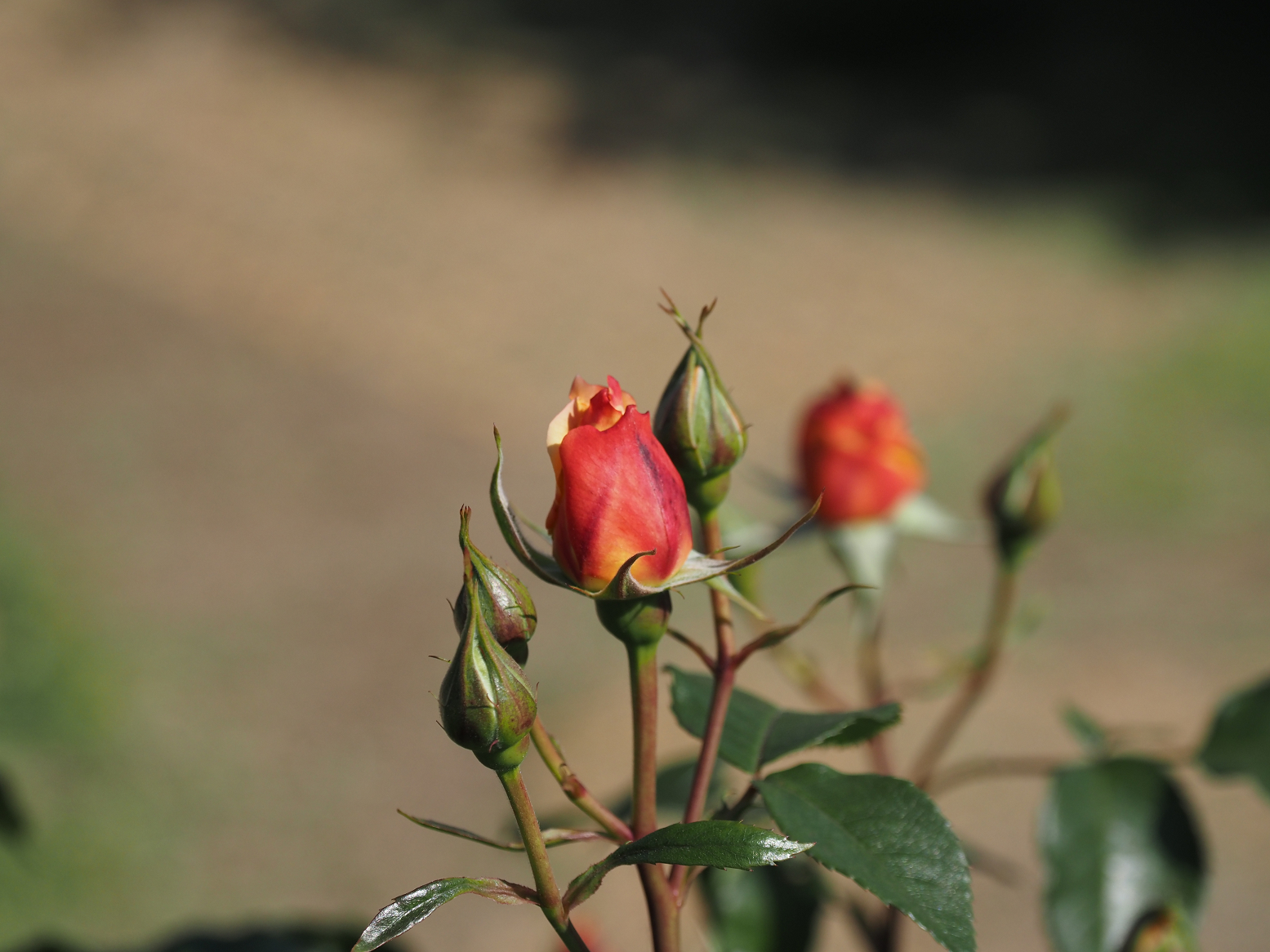 P4270485.jpg