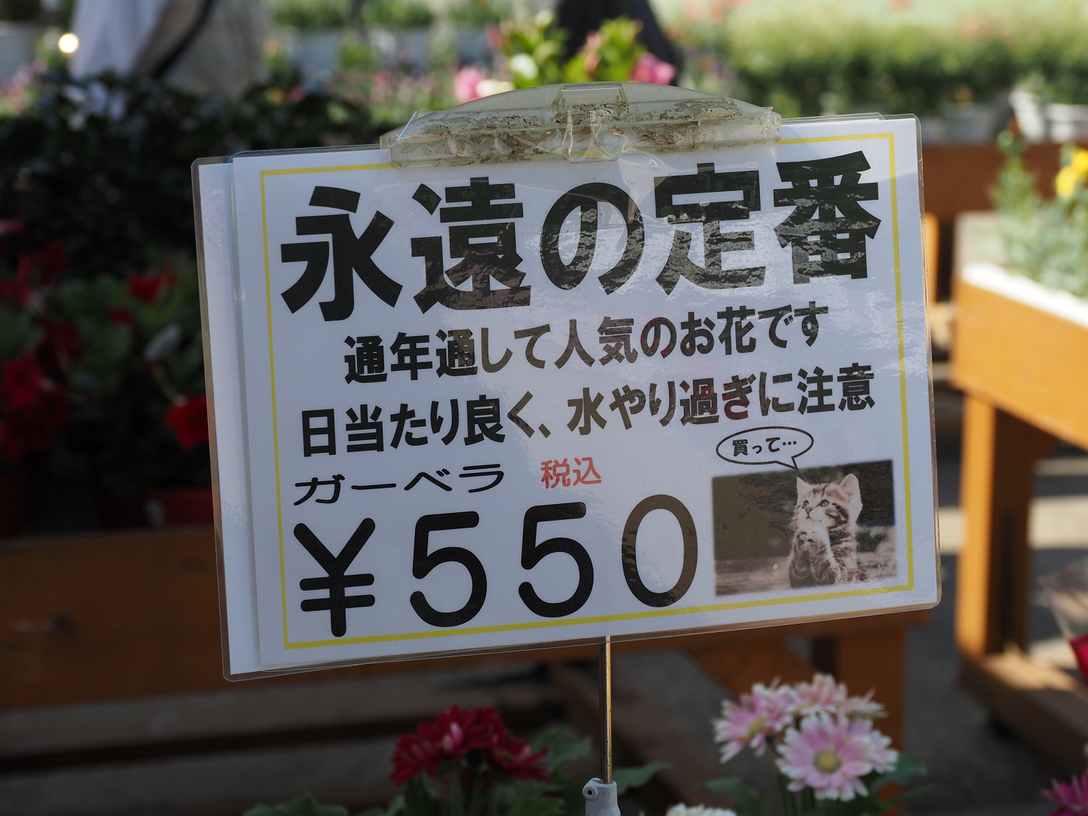 P4270493.jpg