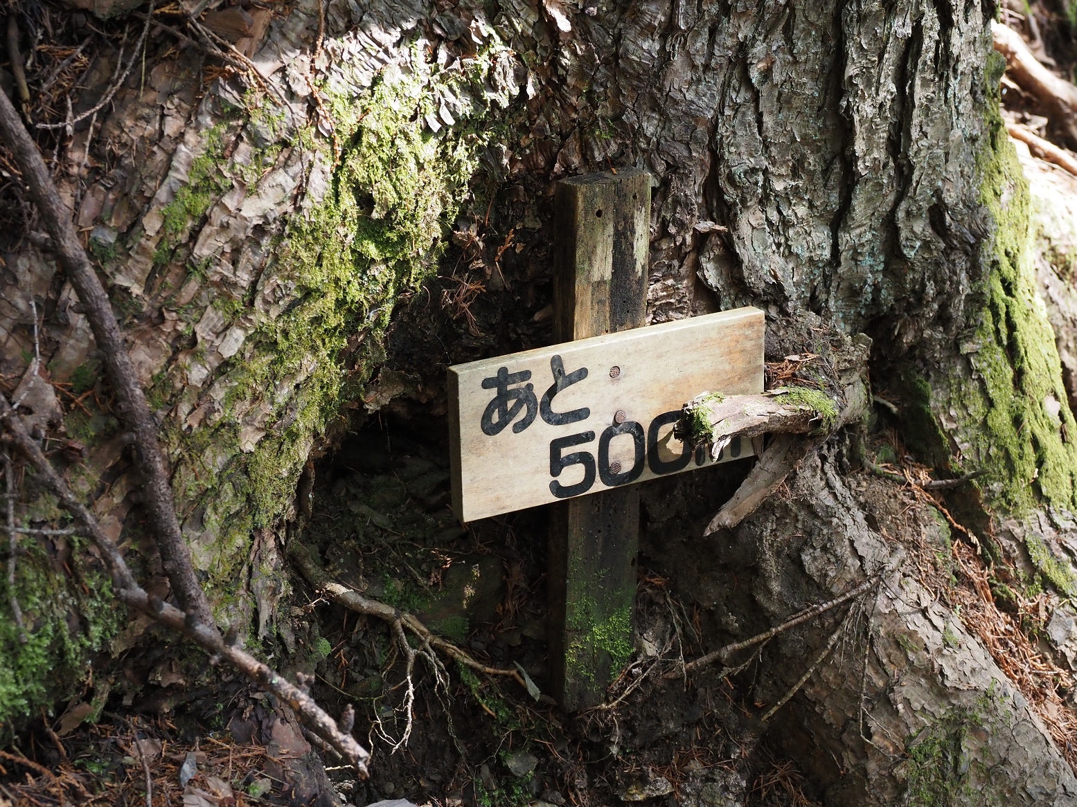 P5290046.jpg