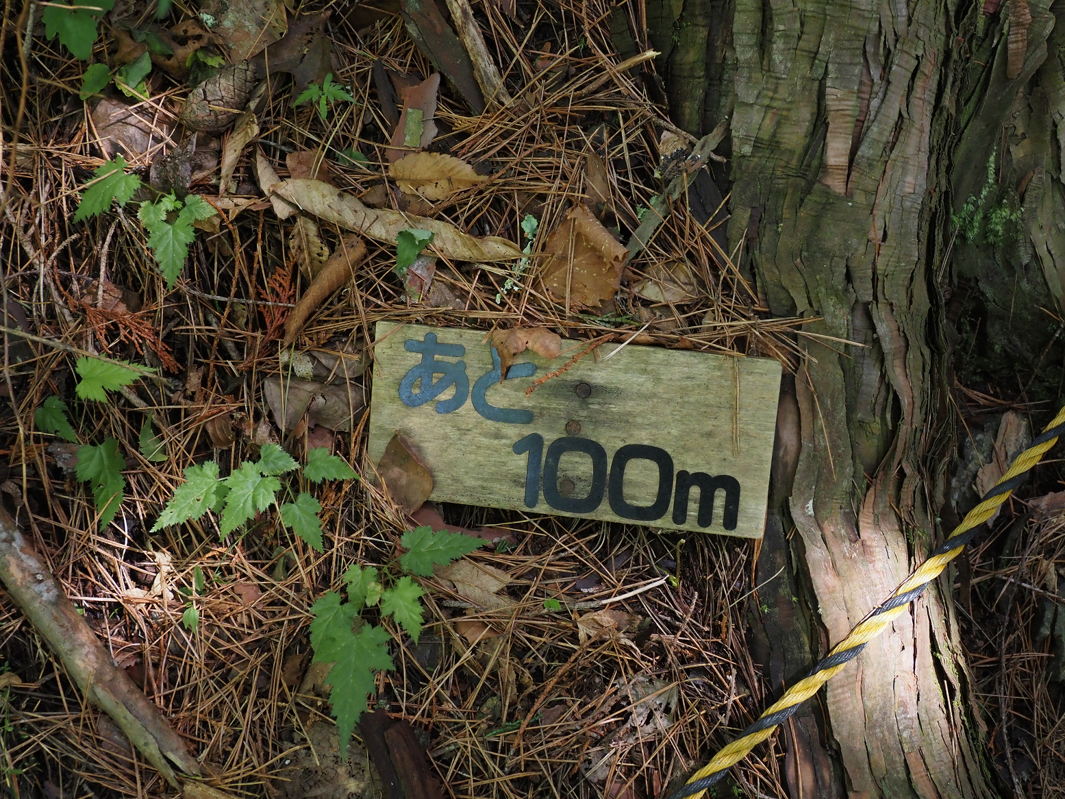 P5290049.jpg