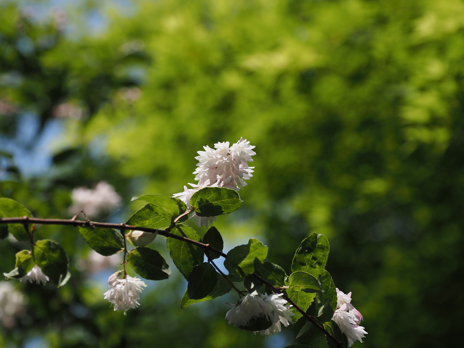 P5310235.jpg