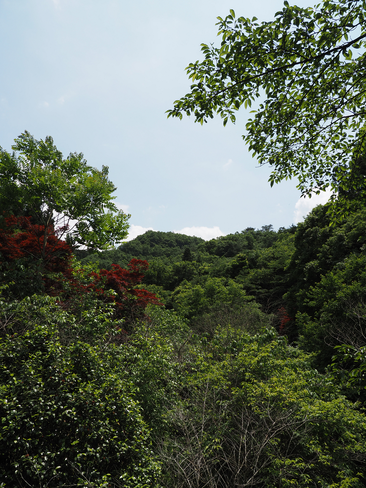 P5310242.jpg