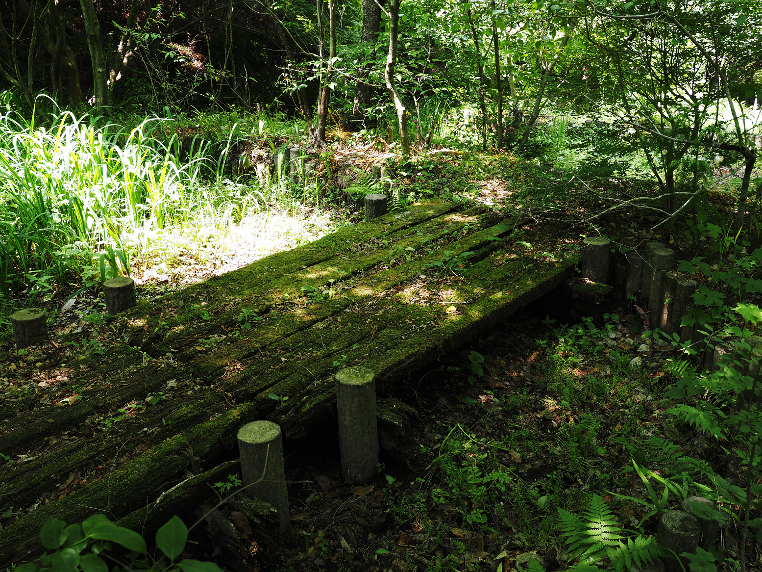 P5310245.jpg