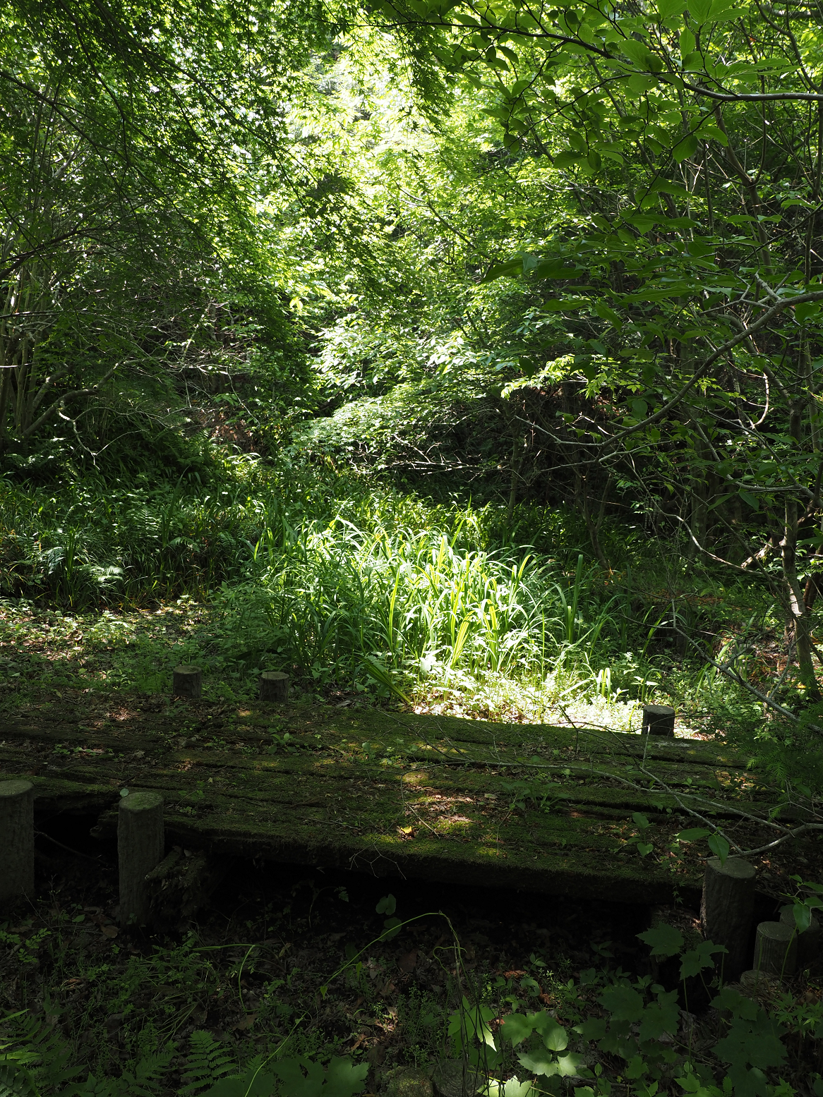 P5310247.jpg