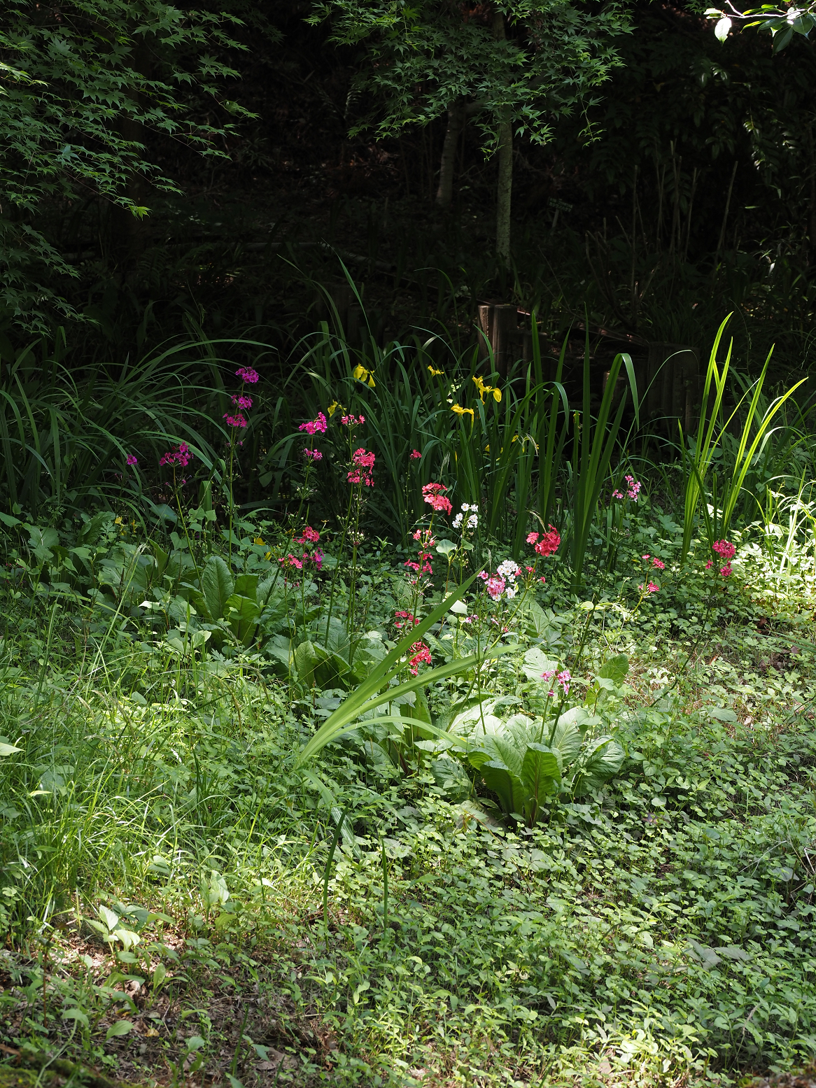 P5310248.jpg