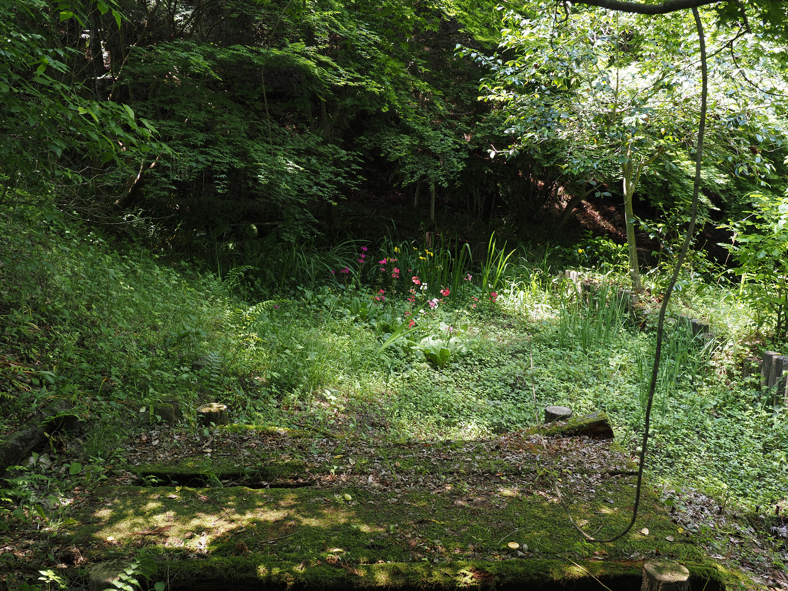 P5310250.jpg