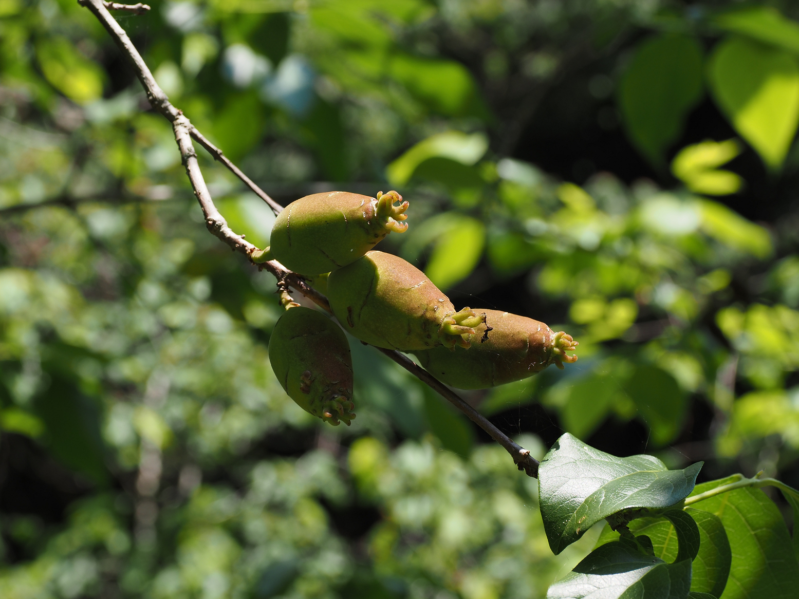 P5310253.jpg