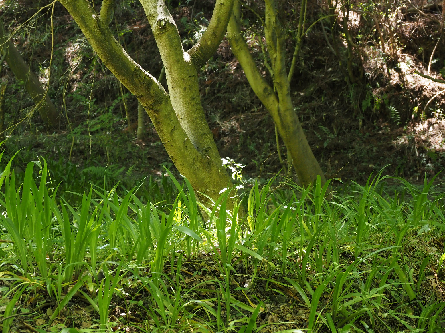 P5310255.jpg