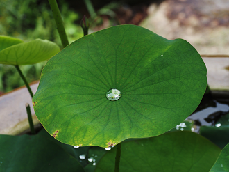P7040066_thumb.png