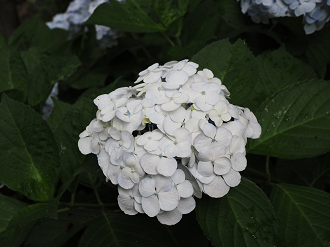 P7040106_thumb.png