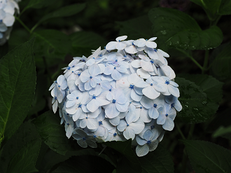 P7040107_thumb.png