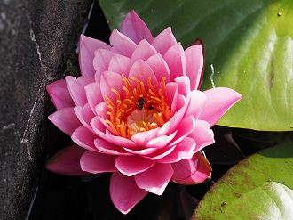 P7230021_thumb.png