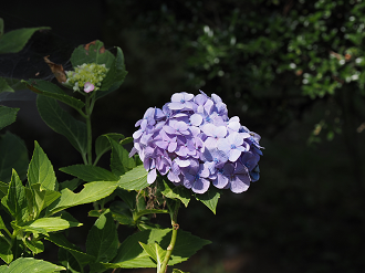 P7230123_thumb.png