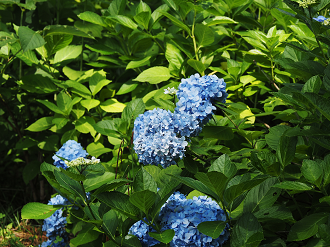 P7240256_thumb.png