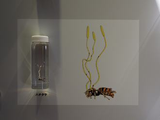 P7240354_thumb.png