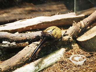 P7240378_thumb.png