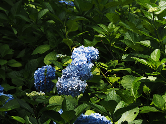 P7240431_thumb.png