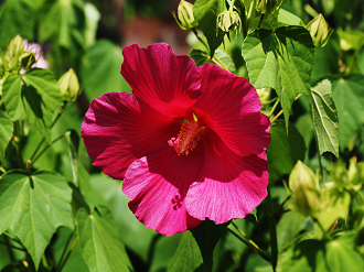 P7250008_thumb.png