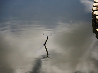 P7250027_thumb.png