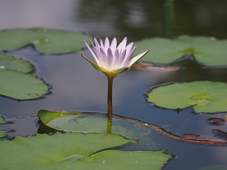 P7250075_thumb.png