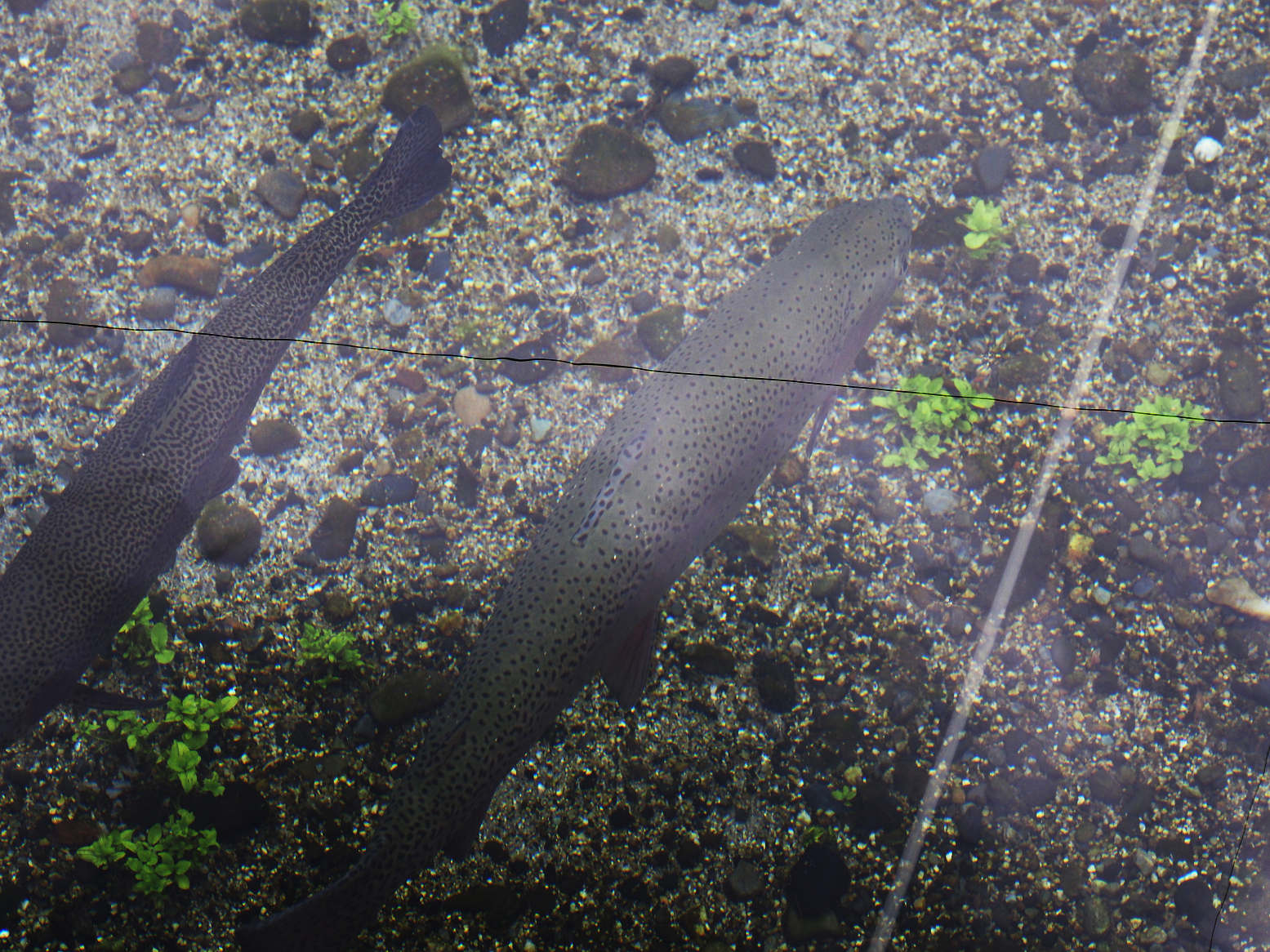 P7290026.jpg