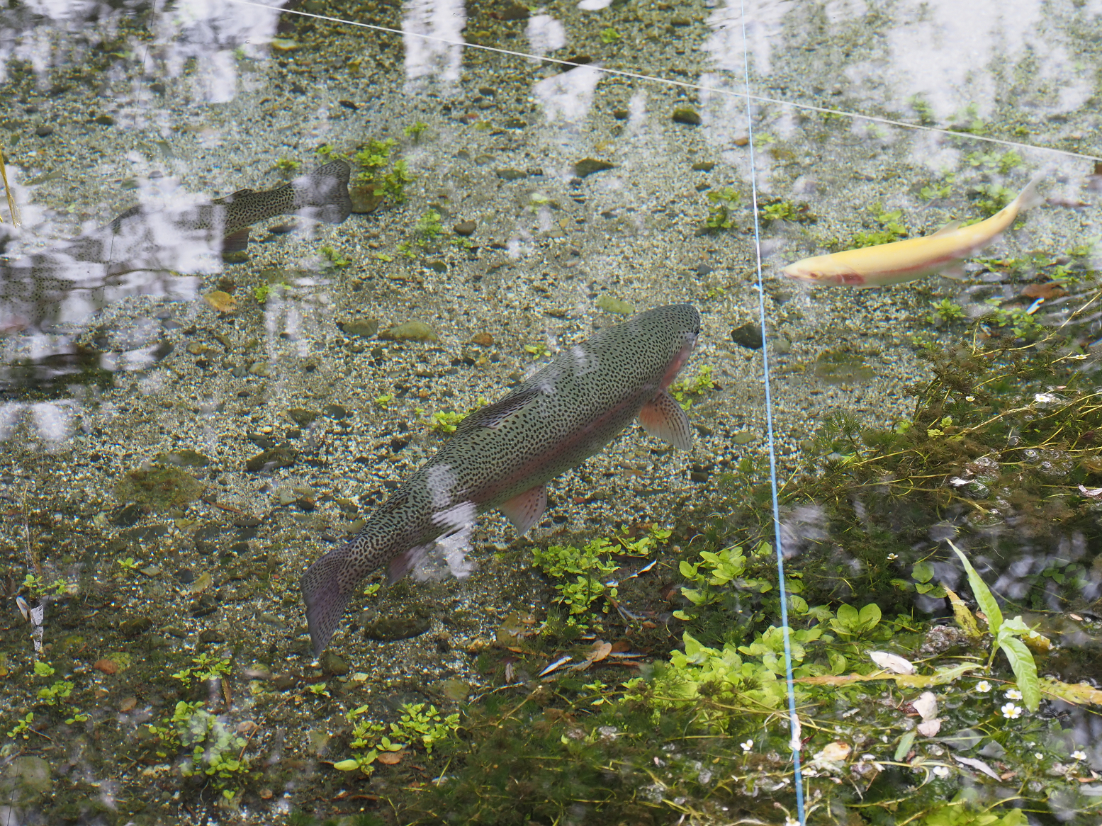P7290030.jpg