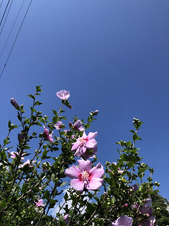 IMG_1627_thumb.png