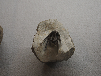 P8090042_thumb.png