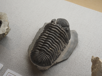 P8090043_thumb.png