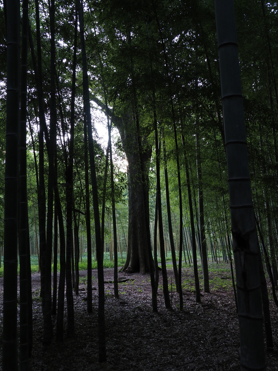 P8270100.jpg