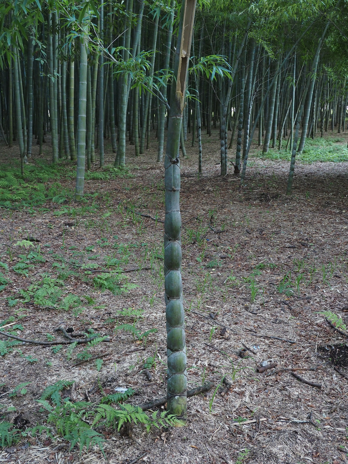 P8270106.jpg