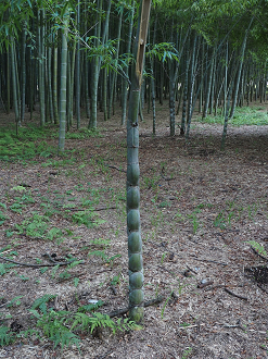 P8270106_thumb.png