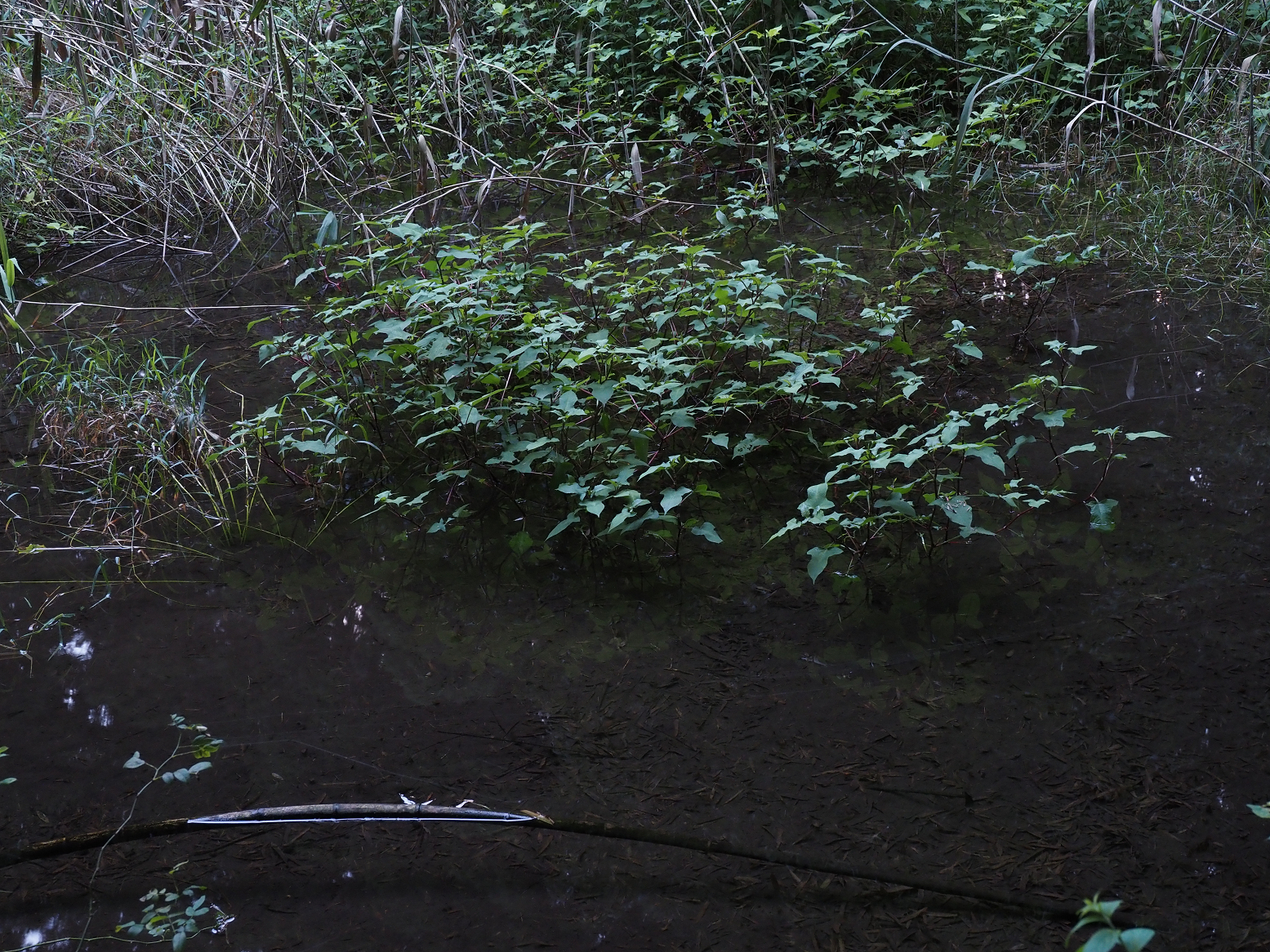P8270159.jpg
