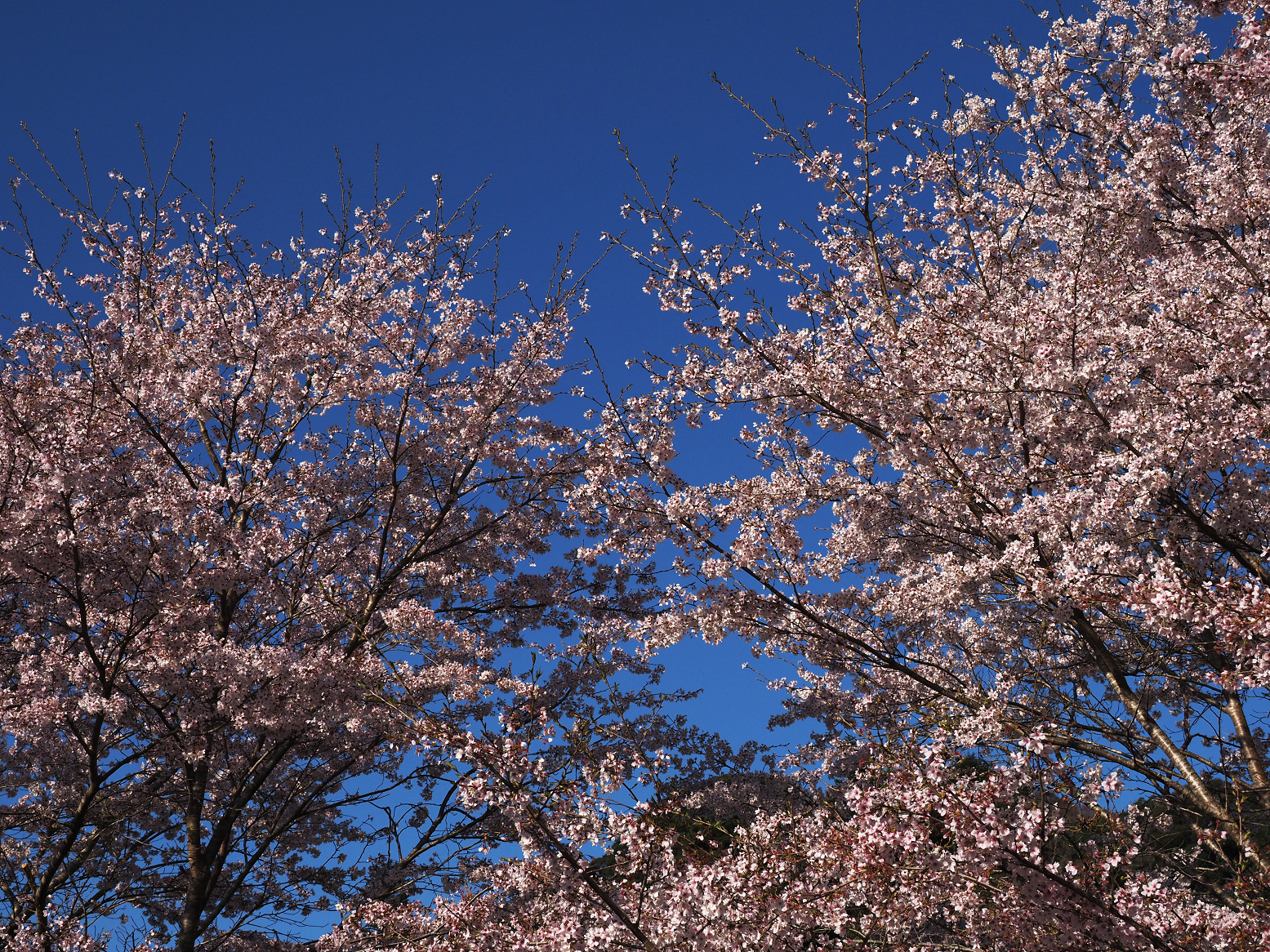 P4080142.jpg