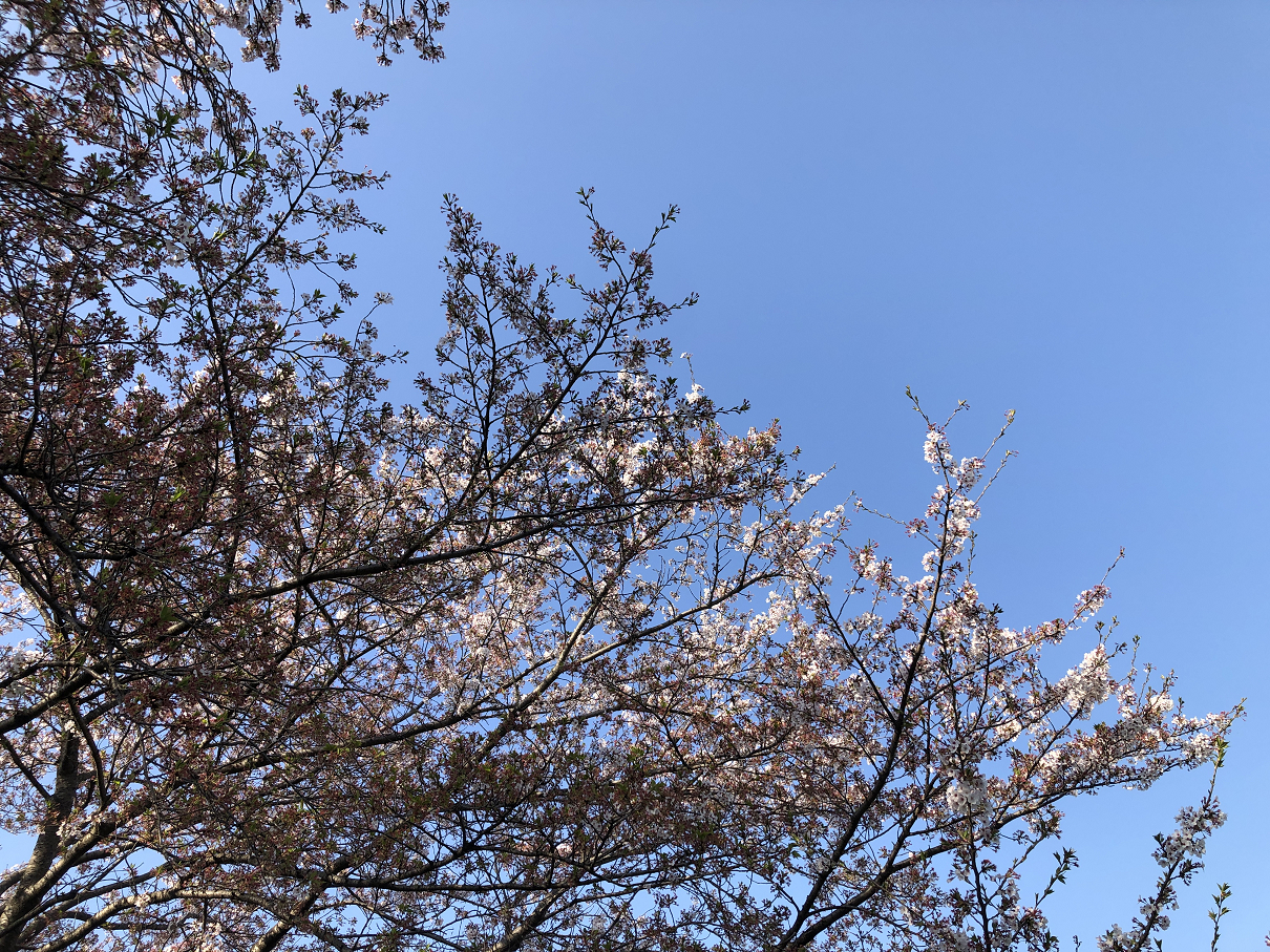 IMG_8737.jpg