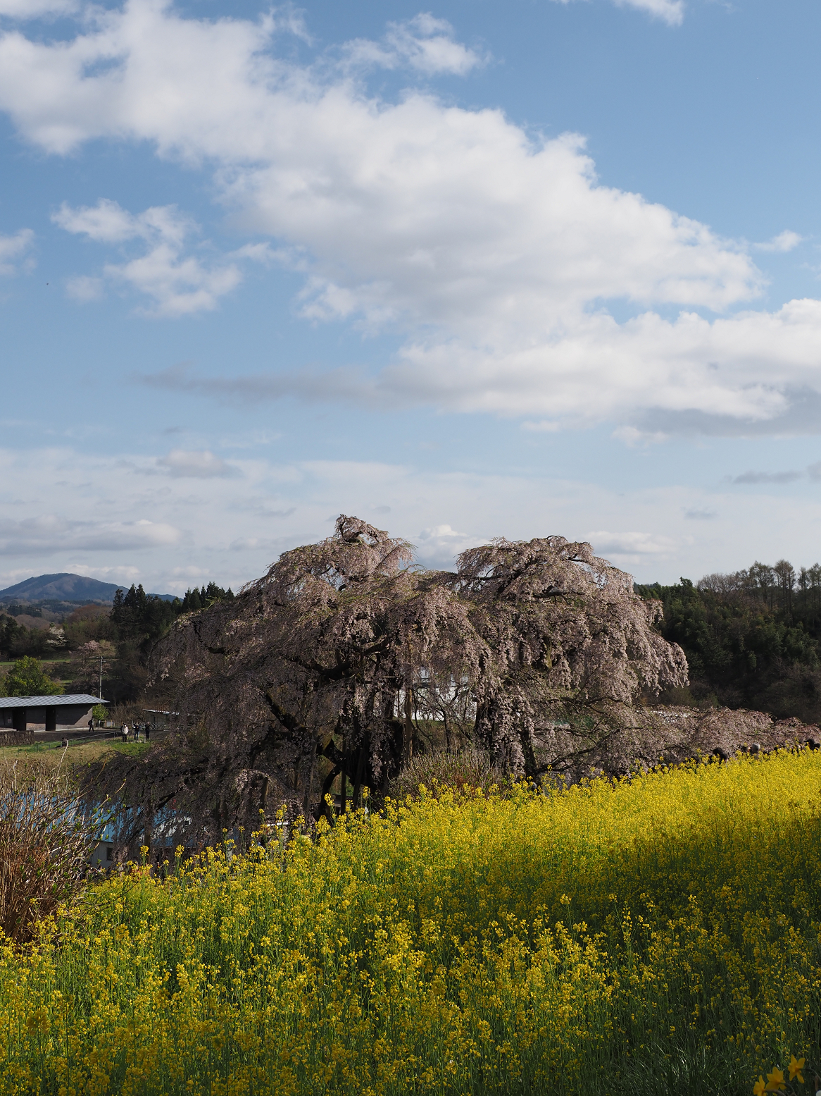 P4160249.jpg