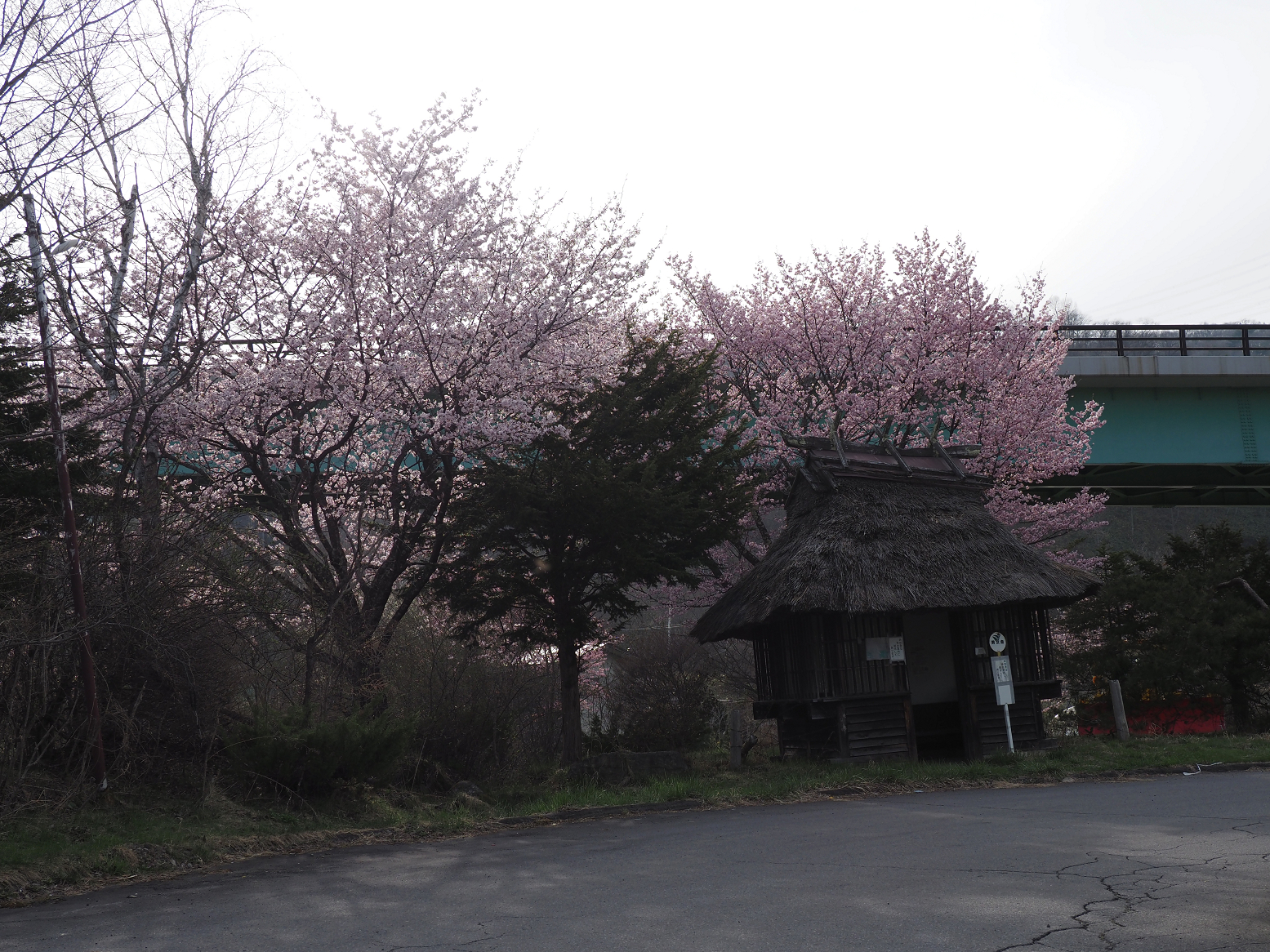 P4230051.jpg